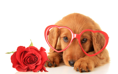 Puppy wearing heart glasses and laying next to a rose