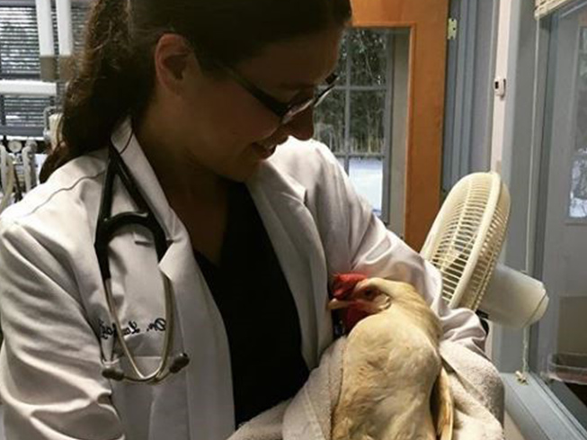 veterinarian holding a chicken